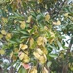 Pterocarpus rohrii Fruit