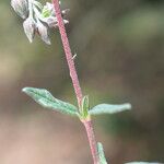 Helianthemum nummularium Blad