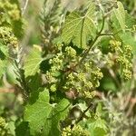 Vitis arizonica Fruit