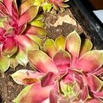 Sempervivum calcareum Лист