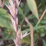 Calamagrostis varia Bloem