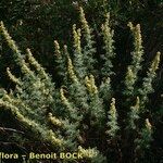 Artemisia chamaemelifolia Habit