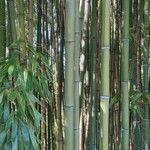 Phyllostachys nigraFolio