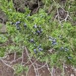 Juniperus monosperma Плод