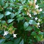 Abelia × grandiflora Buveinė