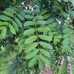 Zanthoxylum rhoifolium पत्ता