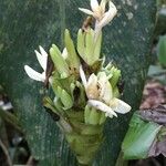 Calathea lutea Vivejo