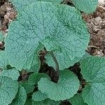 Arctium lappa Feuille