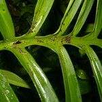 Monstera tenuis Leaf