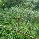 Pinus koraiensis 葉