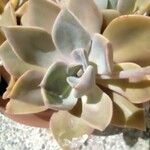 Graptopetalum paraguayenseЛисток