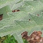 Cynara scolymus ഇല