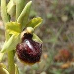 Ophrys passionis その他の提案
