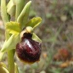 Ophrys passionis Ostatní