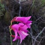 Gladiolus dubius 花