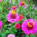 Zinnia elegansOther