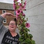 Alcea roseaফুল