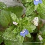 Veronica arvensis 葉