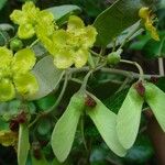 Stigmaphyllon discolor Flower