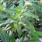 Cuphea racemosa Leaf