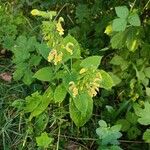 Salvia glutinosaFlower