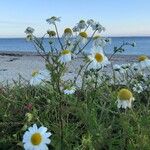 Tripleurospermum maritimumBlomst