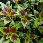 Amaranthus tricolor Blad