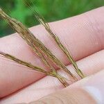 Bothriochloa bladhii Плід