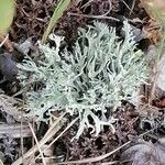 Artemisia umbelliformis Blad