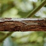 Rhododendron annae Bark