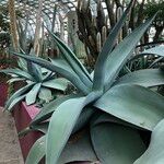 Agave guiengola Habitat