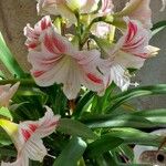 Hippeastrum reginaeFlor