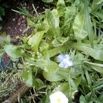 Linum pratense Flower