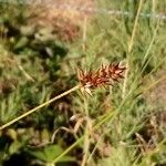 Carex spicata Floare