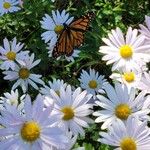 Chrysanthemum zawadzkii ফুল