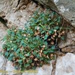 Bellium crassifolium Hábito