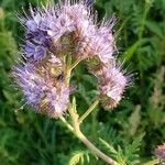 Phacelia tanacetifoliaBlüte