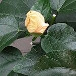 Hibiscus ovalifolius Floro