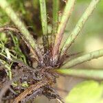 Asplenium barteri Otro