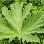 Heracleum sosnowskyi List