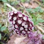 PetasitesBlomst