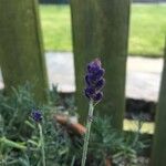 Lavandula angustifoliaΛουλούδι