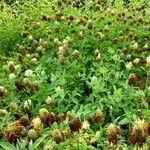 Trifolium pannonicum Habit