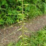 Elymus hystrix फूल