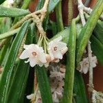 Hoya longifolia Цветок