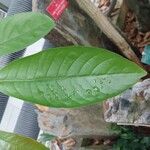 Terminalia citrina Leaf