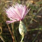 Mantisalca salmantica Virág