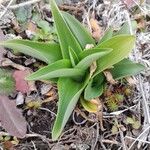 Chloraea magellanica Yaprak