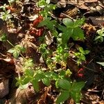 Galium circaezans Leaf