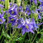 Aquilegia vulgaris Flower